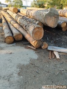 Smrková a borovicová kulatina 
