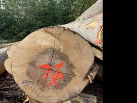 Οξιά Κορμοί καπλαμά |  Σκληρή ξυλεία | Κορμοί | SF WOOD, s. r. o.