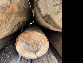 Οξιά Κορμοί καπλαμά |  Σκληρή ξυλεία | Κορμοί | SF WOOD, s. r. o.
