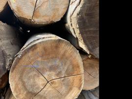 Οξιά Κορμοί καπλαμά |  Σκληρή ξυλεία | Κορμοί | SF WOOD, s. r. o.