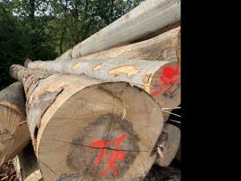 Οξιά Κορμοί καπλαμά |  Σκληρή ξυλεία | Κορμοί | SF WOOD, s. r. o.