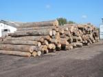 Οξιά   |  Σκληρή ξυλεία | Κορμοί | LKW-Brennholz