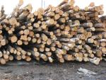 Έλατο Ξύλο χαρτοποιίας |  Μαλακή ξυλεία | Κορμοί | Закупка ООО