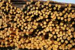 Πεύκο Ξύλο χαρτοποιίας |  Μαλακή ξυλεία | Κορμοί | Limited Liability Company 