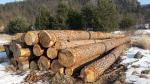 Πεύκο Κορμοί πρίσης |  Μαλακή ξυλεία | Κορμοί | Ivan Tadian Drevinka