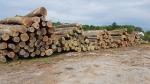 Δρυς Ξύλο στους κορμούς |  Σκληρή ξυλεία | Κορμοί | 19th-Wood s.r.o.