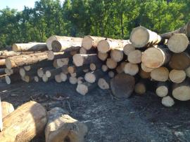 Έλατο Κορμοί πρίσης |  Μαλακή ξυλεία | Κορμοί | Peter Haladej 
