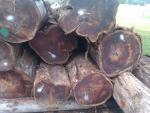 Τικ Κορμοί καπλαμά |  Τροπική ξυλεία | Κορμοί | Teak-Austria